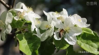 白苹果花与大黄蜂飞来飞去的特写镜头